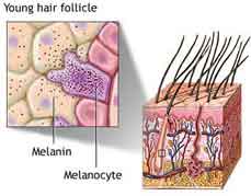 اسم الخلايا المسؤولة عن لون البشرة ولون الشعر