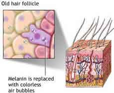 اسم الخلايا المسؤولة عن لون البشرة ولون الشعر