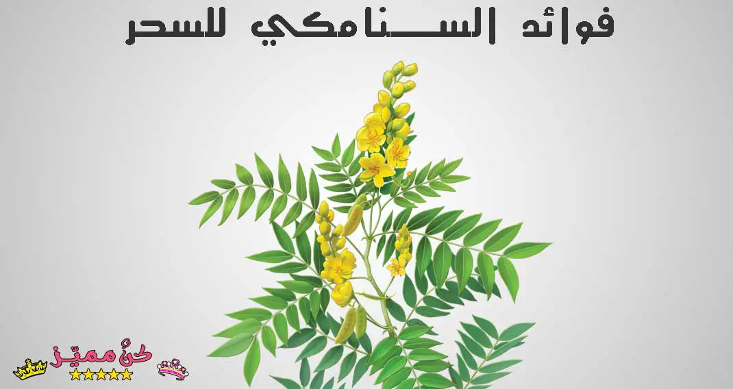 فوائد السنامكي للسحر
