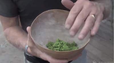 عشبة الناردين